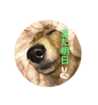 TEToちゃん（個別スタンプ：14）