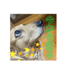 TEToちゃん（個別スタンプ：16）