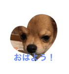 チワワのかわいい2匹（個別スタンプ：1）