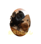 チワワのかわいい2匹（個別スタンプ：6）