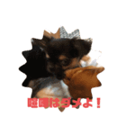 チワワのかわいい2匹（個別スタンプ：7）
