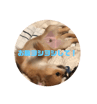 チワワのかわいい2匹（個別スタンプ：8）