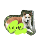 大名への道（個別スタンプ：1）