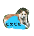 大名への道（個別スタンプ：2）