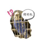 ヒメちゃんガンバスタンプ2（個別スタンプ：4）
