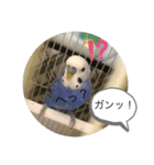 ヒメちゃんガンバスタンプ2（個別スタンプ：10）