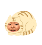 まるぽぽスタ（個別スタンプ：30）