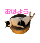 はちわれきんとんのスタンプ（個別スタンプ：1）