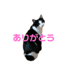 はちわれきんとんのスタンプ（個別スタンプ：5）