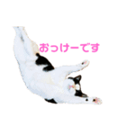 はちわれきんとんのスタンプ（個別スタンプ：6）