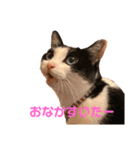 はちわれきんとんのスタンプ（個別スタンプ：7）