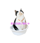 はちわれきんとんのスタンプ（個別スタンプ：8）
