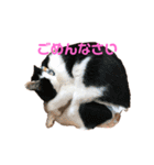 はちわれきんとんのスタンプ（個別スタンプ：10）