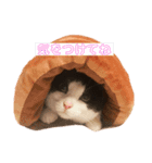 はちわれきんとんのスタンプ（個別スタンプ：15）