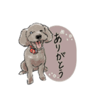 実家の愛犬の家族（個別スタンプ：30）