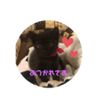 くろねこの赤ちゃん（個別スタンプ：1）