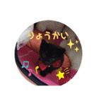 くろねこの赤ちゃん（個別スタンプ：2）