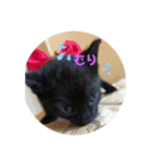 くろねこの赤ちゃん（個別スタンプ：6）