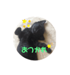くろねこの赤ちゃん（個別スタンプ：7）