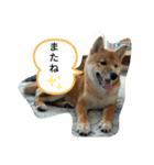豆柴の生活3（個別スタンプ：8）