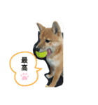 豆柴の生活3（個別スタンプ：10）