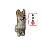 豆柴の生活3（個別スタンプ：13）