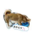 豆柴の生活3（個別スタンプ：14）
