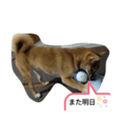 豆柴の生活3（個別スタンプ：16）