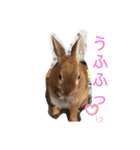 うさぎのモカちゃんスタンプpart8（個別スタンプ：7）