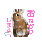 うさぎのモカちゃんスタンプpart8（個別スタンプ：13）