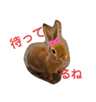 うさぎのモカちゃんスタンプpart8（個別スタンプ：14）