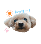 可愛い愛犬モコのスタンプ（個別スタンプ：1）