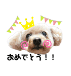 可愛い愛犬モコのスタンプ（個別スタンプ：3）