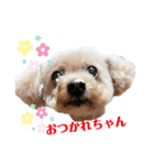 可愛い愛犬モコのスタンプ（個別スタンプ：5）