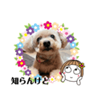 可愛い愛犬モコのスタンプ（個別スタンプ：7）