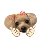 可愛い愛犬モコのスタンプ（個別スタンプ：8）