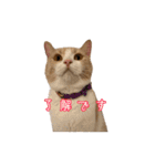 ちょみー＆ぷてぃこのスタンプ その1（個別スタンプ：5）