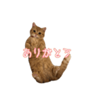 ちょみー＆ぷてぃこのスタンプ その1（個別スタンプ：6）