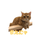ちょみー＆ぷてぃこのスタンプ その1（個別スタンプ：15）