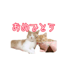 ちょみー＆ぷてぃこのスタンプ その1（個別スタンプ：28）