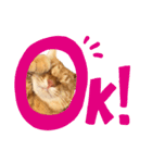 キジトラ バオさん（個別スタンプ：1）