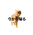 キジトラ バオさん（個別スタンプ：12）
