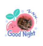 にゃんず通信（個別スタンプ：2）