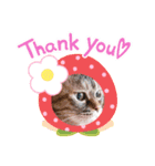 にゃんず通信（個別スタンプ：5）
