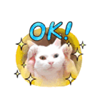 にゃんず通信（個別スタンプ：6）