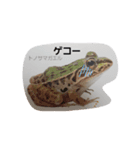 many  thing things（個別スタンプ：2）