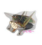 many  thing things（個別スタンプ：4）