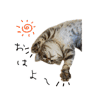 虎ノ介と春太の猫写真スタンプ2（個別スタンプ：3）