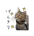 虎ノ介と春太の猫写真スタンプ2（個別スタンプ：4）
