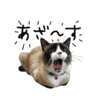 虎ノ介と春太の猫写真スタンプ2（個別スタンプ：5）